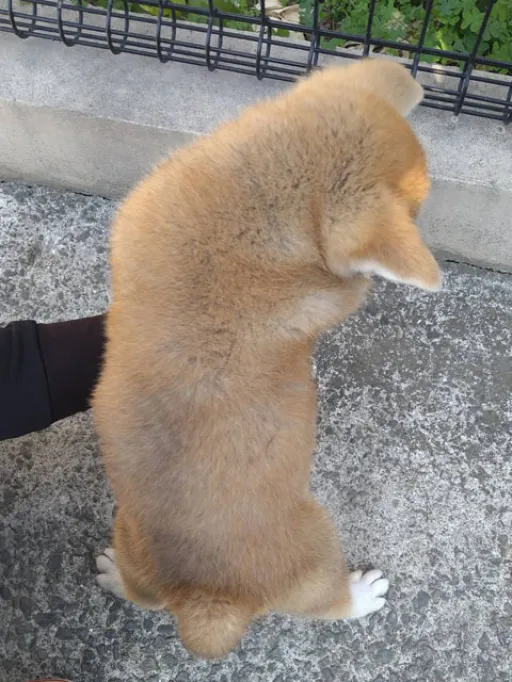 秋田犬のサムネイル画像4