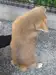秋田犬のサムネイル画像4