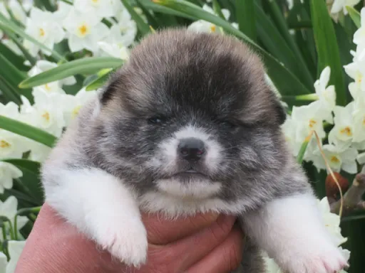 秋田犬のサムネイル画像1