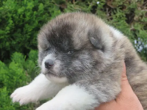 秋田犬の拡大画像