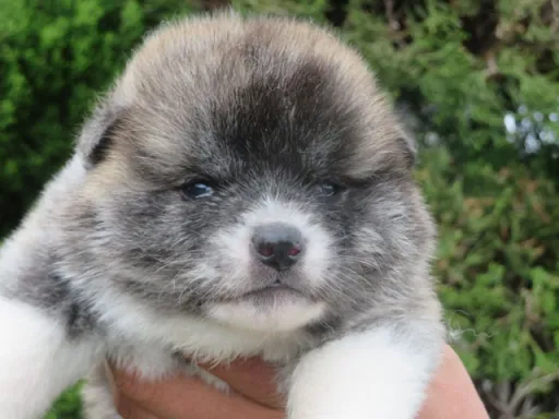 秋田犬のサムネイル画像3