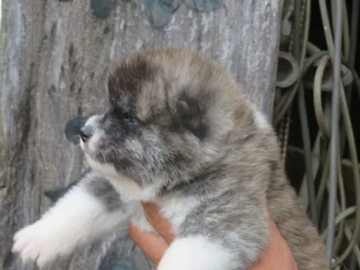 秋田犬のサムネイル画像5