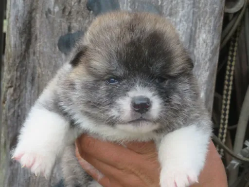 秋田犬のサムネイル画像6