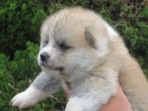 秋田犬の子犬販売