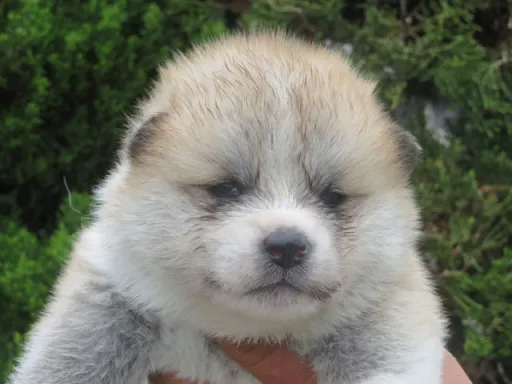 秋田犬の子犬販売