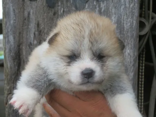 秋田犬の子犬販売