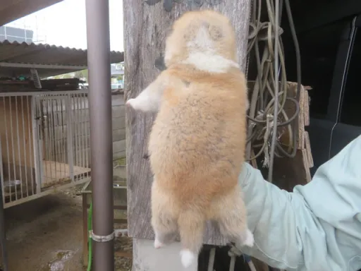 秋田犬の子犬販売