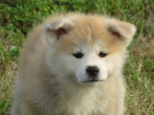 秋田犬のサムネイル画像1