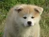 秋田犬のサムネイル画像1