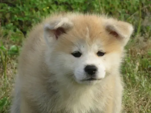 秋田犬の子犬販売