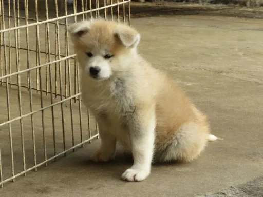 秋田犬のサムネイル画像2