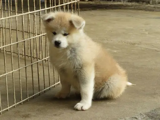 秋田犬の拡大画像