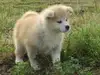 秋田犬のサムネイル画像3