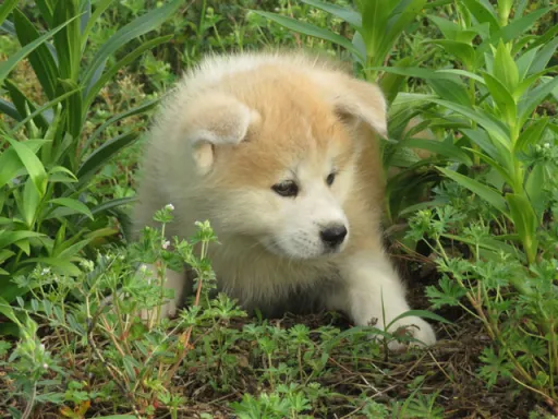 秋田犬のサムネイル画像4