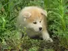 秋田犬のサムネイル画像4