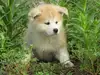 秋田犬のサムネイル画像5