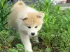 秋田犬のサムネイル画像6