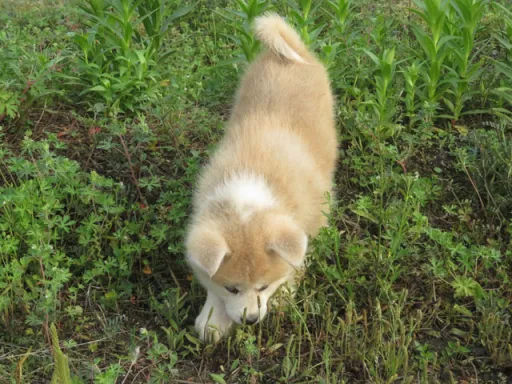 秋田犬のサムネイル画像7