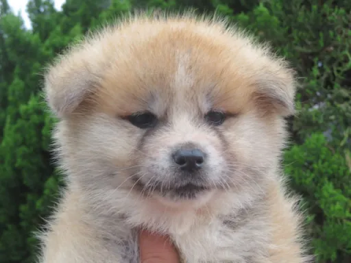 秋田犬のサムネイル画像1