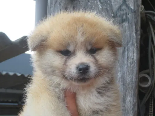 秋田犬のサムネイル画像2