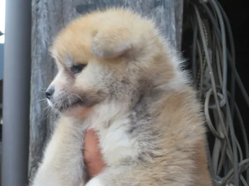 秋田犬のサムネイル画像3