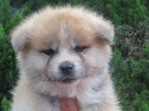 秋田犬のサムネイル画像4