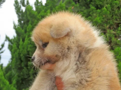 秋田犬のサムネイル画像5