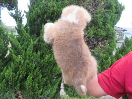 秋田犬のサムネイル画像6