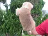 秋田犬のサムネイル画像6