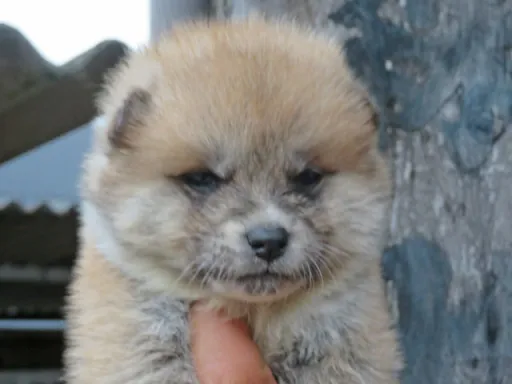 秋田犬の子犬販売