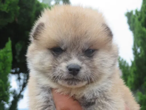 秋田犬の子犬販売