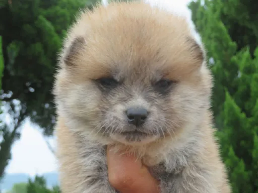 秋田犬の子犬販売