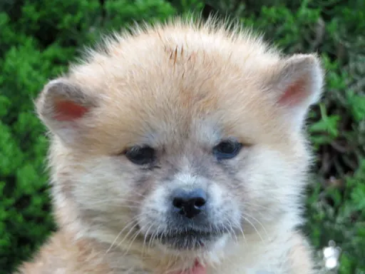 秋田犬の子犬販売