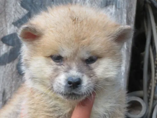 秋田犬の子犬販売
