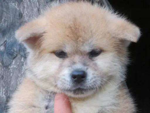 秋田犬のサムネイル画像1