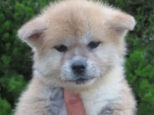 秋田犬の拡大画像