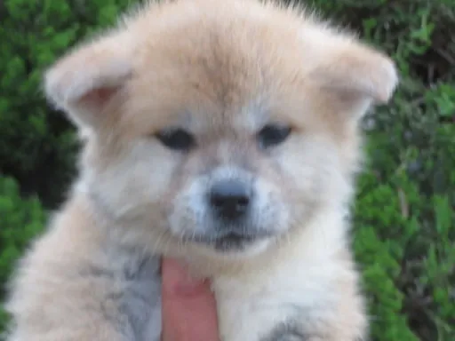 秋田犬のサムネイル画像3