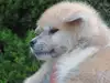 秋田犬のサムネイル画像4