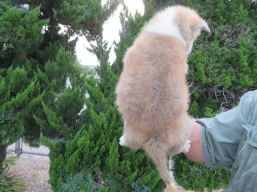 秋田犬のサムネイル画像5