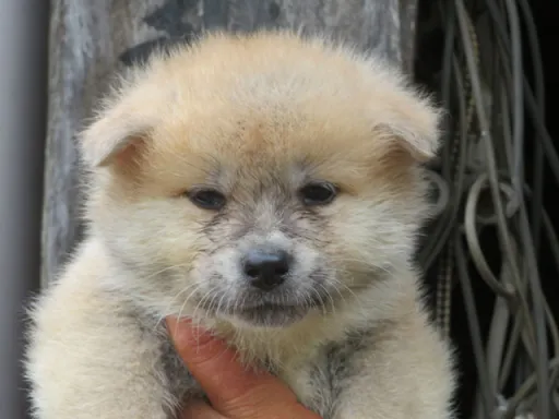 秋田犬の子犬販売