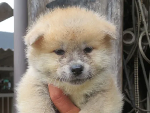 秋田犬の子犬販売