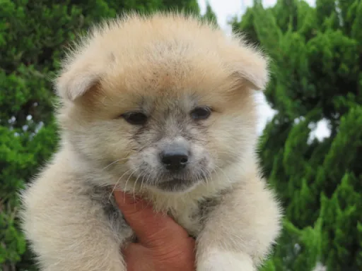 秋田犬の子犬販売