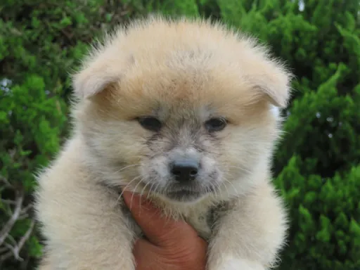 秋田犬の子犬販売