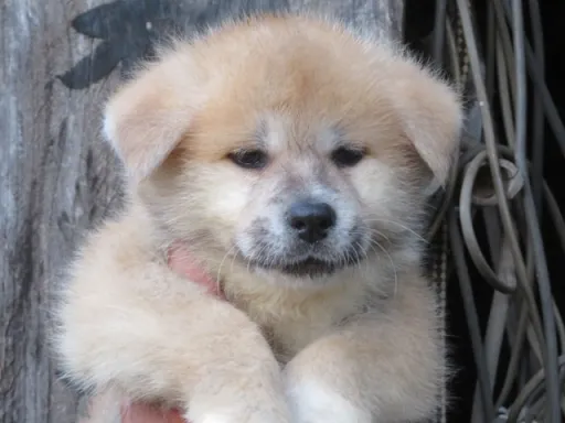 秋田犬のサムネイル画像1