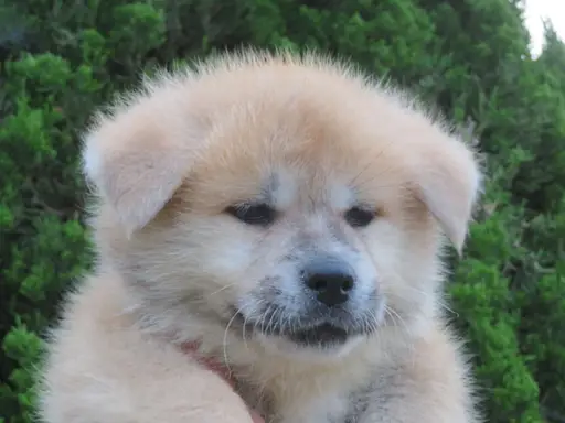 秋田犬の拡大画像