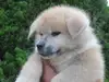 秋田犬のサムネイル画像3