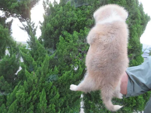 秋田犬のサムネイル画像4