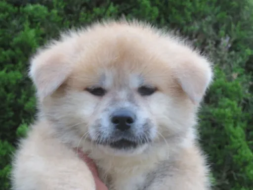 秋田犬のサムネイル画像5