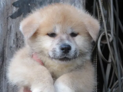 秋田犬のサムネイル画像6