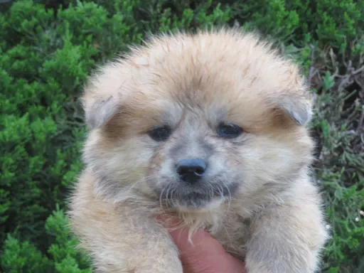 秋田犬の子犬販売